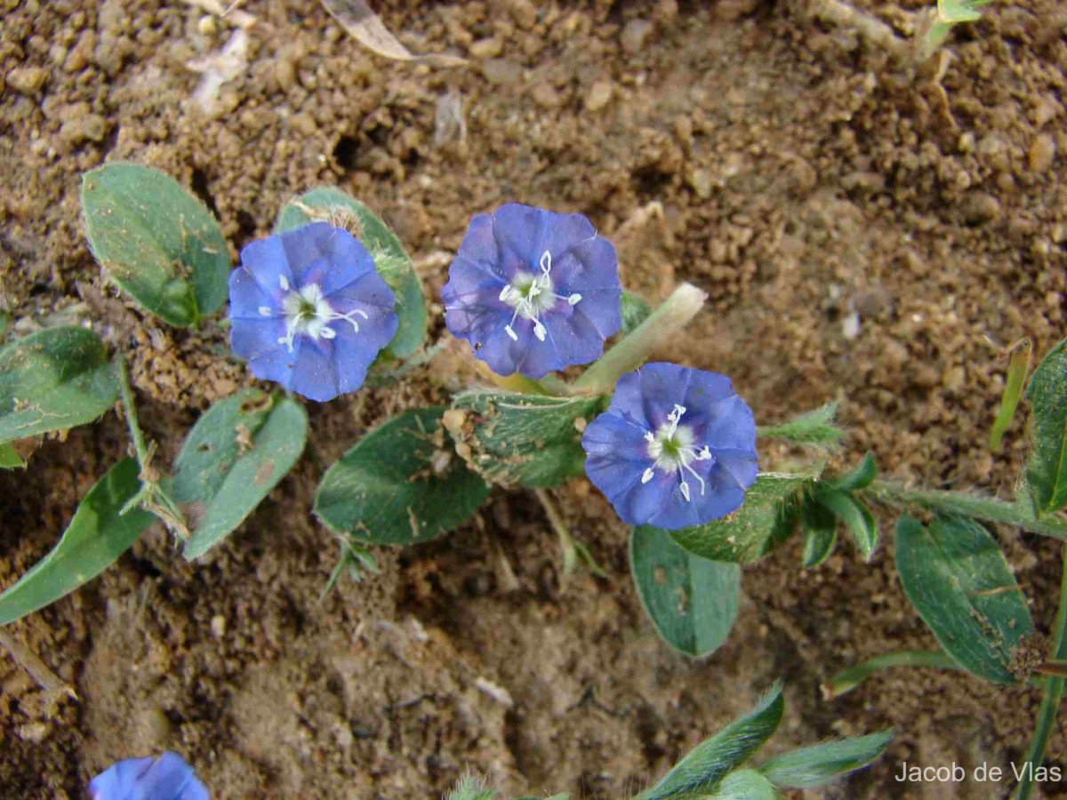 Evolvulus alsinoides (L.) L.